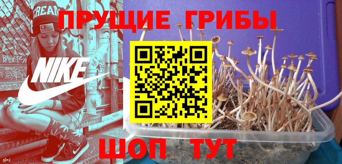 Галлюциногенные грибы Cubensis  Вход с VPN  где можно купить наркотик  Псилоцибиновые грибы Magic Shrooms  Назрань 